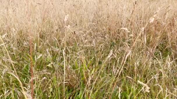Golden Grasses Sway Wind Green Marshland Insects Fly — Stockvideo