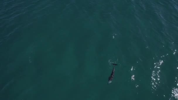 穏やかな青い海で孤独なボトルネックイルカの水泳 Tursiops Truncatus Fingal Head New South Wales Australia 空中ドローン — ストック動画
