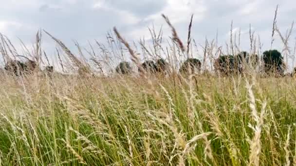 Golden Grasses Sway Wind Green Marshland Insects Fly Row Trees — Vídeo de Stock