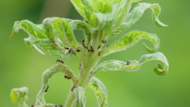 Blattläuse Fressen Blätter Einer Grünen Pflanze Nahaufnahme — Stockvideo