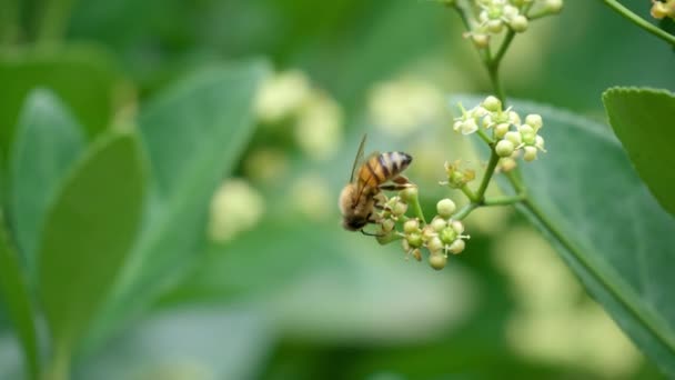 Close Honey Bee Perched Blooming White Flower Japanese Spindle Garden — Vídeo de Stock