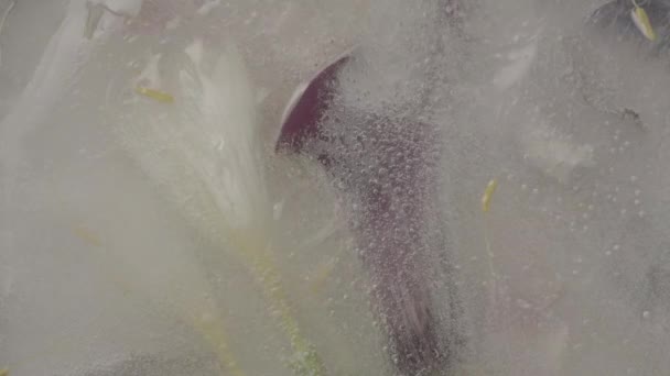 Enkele Witte Paarse Longi Lelies Bloemen Ontdooien — Stockvideo