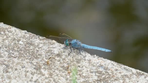 Blue Dragonfly Sul Cemento Vista Vicino — Video Stock