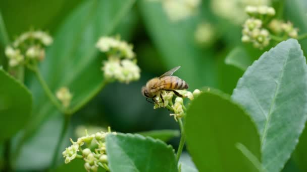 Honey Bee Pollinating Euonymus Japonicus Blooming White Flower Close — Vídeos de Stock