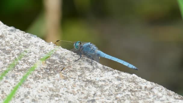 Blue Dragonfly Empoleirado Concreto Olhando Redor Close — Vídeo de Stock