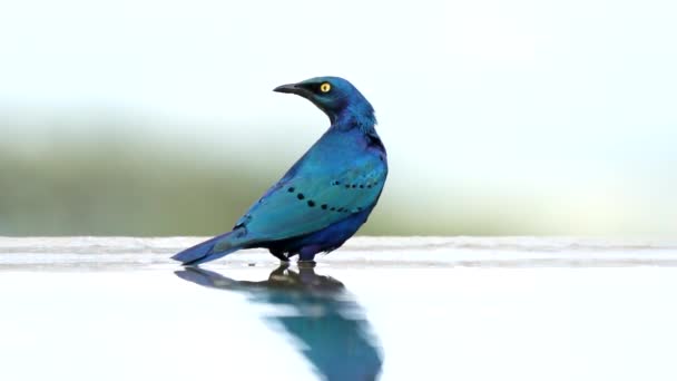 Greater Blue Eared Starling Lamprotornis Chalybaeus Standing Water Flying Away — Stock Video
