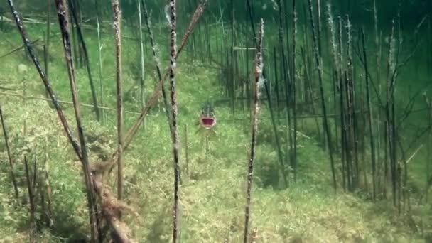 Lucioperca Septentrional Esox Lucius Bosteza Lago Aguas Claras Estonia — Vídeo de stock