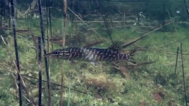 Northern Pike Esox Lucius Swims Plants Clear Water Lake Estonia — Video Stock