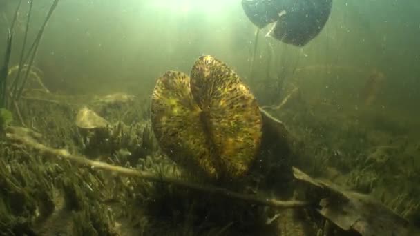 Unterwasseraufnahme Der Gelben Seerose Nuphar Lutea Auch Als Schnapsflasche See — Stockvideo