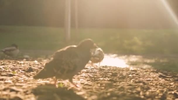 Ένα Πουλί Περιστέρι Ορμά Μέσα Από Πάρκο Κατά Μήκος Της — Αρχείο Βίντεο