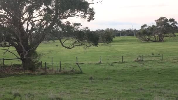 Group Kangeroos Jumping Paddock Big Gum Tree Foreground — ストック動画
