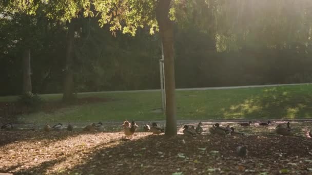 Muchos Patos Disfrutando Hora Dorada Del Amanecer Bajo Árbol Parque — Vídeos de Stock
