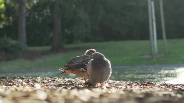 Duck Pigeon Standing Next Lake Park Vienna Two Birds Nature — ストック動画