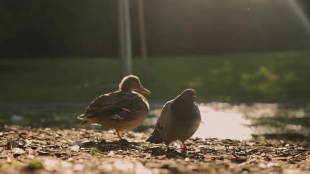 Duck Een Duif Genieten Van Zonsopgang Bij Het Meer Omgeven — Stockvideo