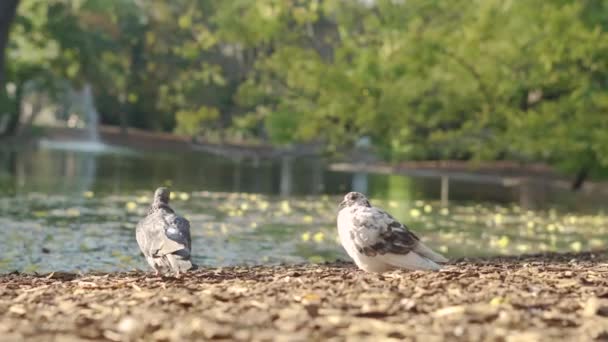 Két Madár Közelében Akik Napnyugtakor Élvezik Meleg Időjárást Bécsi Parkban — Stock videók