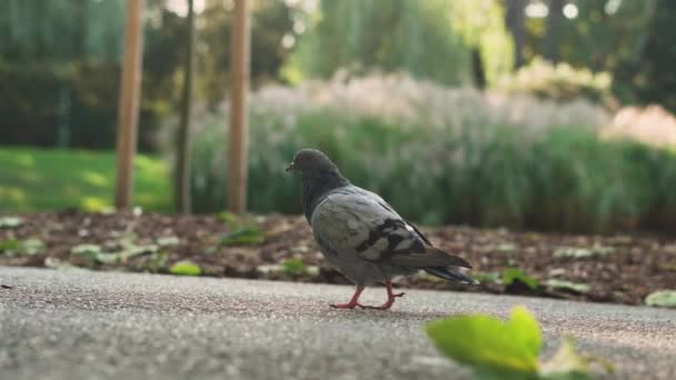 Pigeon Slowly Walking Pavement Park Surrounded Greenery Leaf Foreground Vienna — Vídeos de Stock