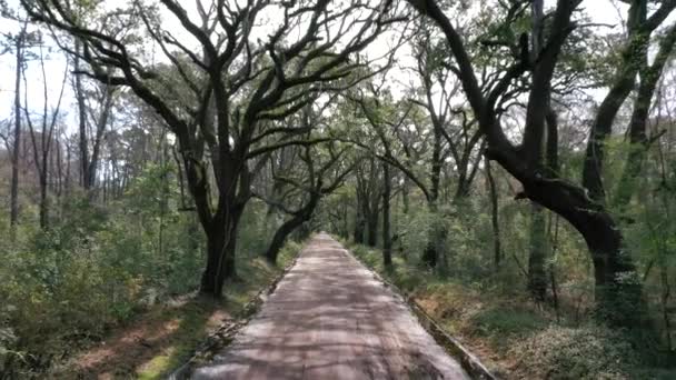 Estrada Terra Sob Dossel Árvore Carvalho Floresta Recuo Aéreo — Vídeo de Stock