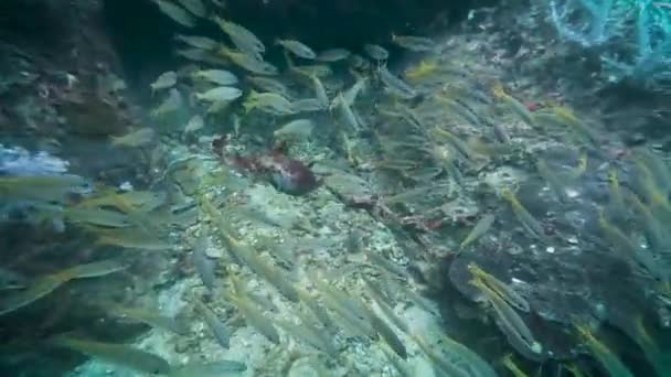 水肺潜水时 一群五彩斑斓的热带鱼类在珊瑚礁附近游动 背景是一个水下洞穴 — 图库视频影像