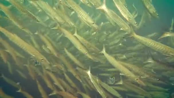 Riesige Barrakuda Schwärme Schwimmen Unisono Zyklonbildung Tief Meer Schöne Meereslebewesen — Stockvideo