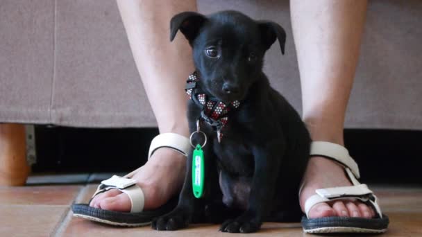 Cãozinho Preto Bonito Com Gola Pescoço Sentado Pacificamente Atentamente Chão — Vídeo de Stock