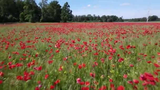 Flying Poppy Field Drone Summer Sunny Day — Stock Video