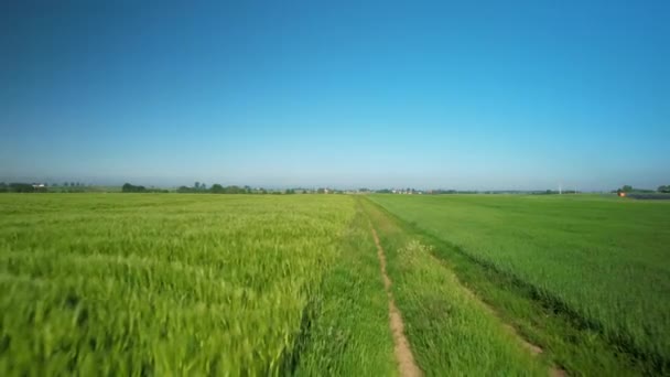 Low Angle Flight Green Grass Field Countryside Windmills Background Sunny — Stock Video