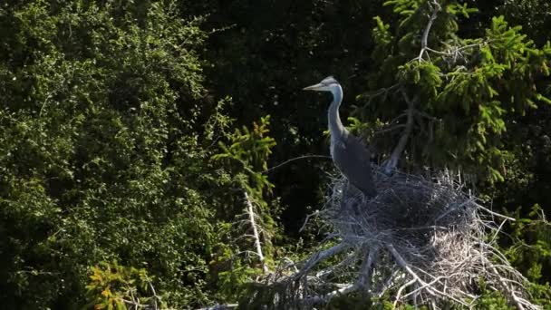 Garza Gris Solitaria Ardea Cinerea Sentada Nido Parte Superior Árbol — Vídeos de Stock