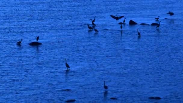 Luchtbeelden Van Grijze Reigers Zoek Naar Voedsel Tijdens Noordse Witte — Stockvideo