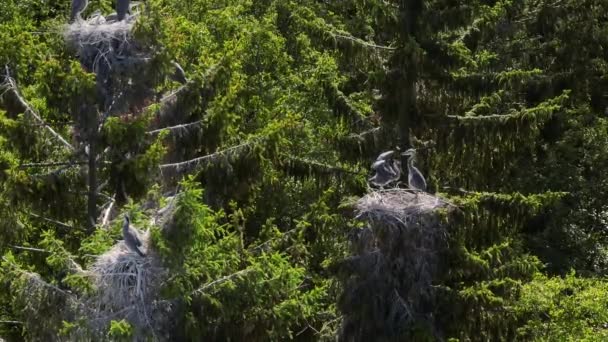 Der Junge Graureiher Trainiert Seine Flügel Seinem Nest Der Baumkrone — Stockvideo