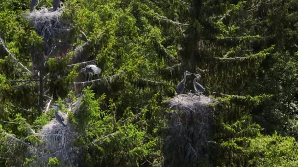 Due Giovani Aironi Grigi Che Interagiscono Nido Sopra Albero Ondeggiante — Video Stock