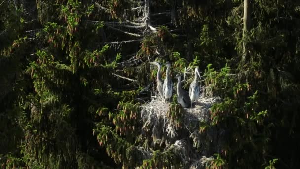 晴れた夏の日に風に揺れる木の上に巣の中に4人の若い灰色のサギ エストニア — ストック動画