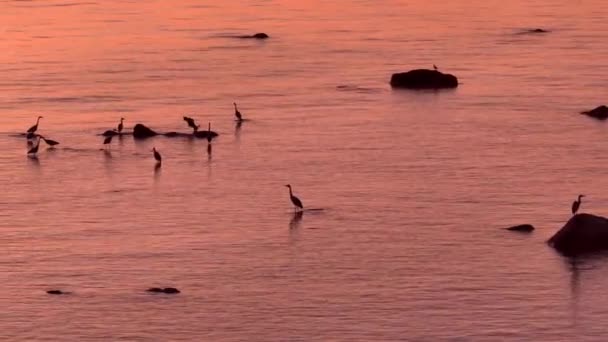 Panoramic Aerial Footage Gray Herons Looking Food Sunset Feeding Area — Vídeos de Stock