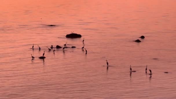 Aerial Footage Gray Herons Ardea Cinerea Looking Food Sunset Feeding — Video