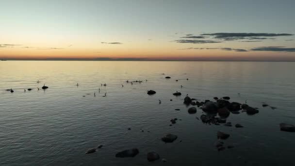 Gri Balıkçılların Ardea Cinerea Gün Batımından Sonra Sığ Bir Körfez — Stok video