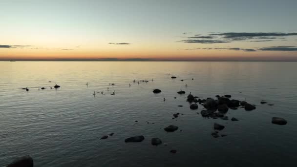 Panoramic Footage Gray Herons Ardea Cinerea Looking Food Sunset Feeding — Video