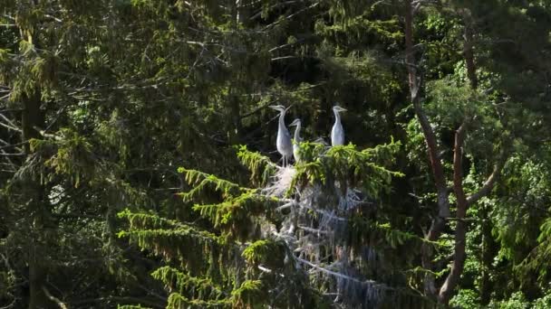 Young Gray Herons Ardea Cinerea Nest Top Tree Swaying Wind — Vídeo de Stock