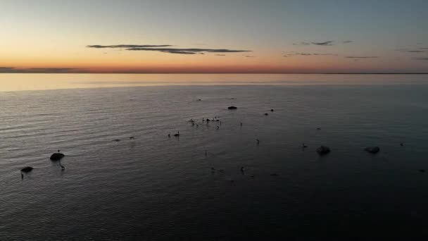 Drone Πλάνα Από Γκρίζους Ερωδιούς Ardea Cinerea Που Ψάχνουν Για — Αρχείο Βίντεο