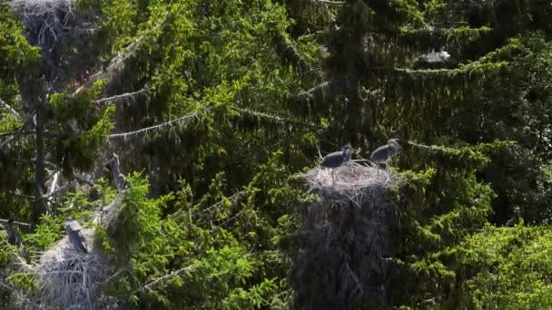 Due Giovani Aironi Grigi Nido Sulla Cima Albero Ondeggiante Nel — Video Stock