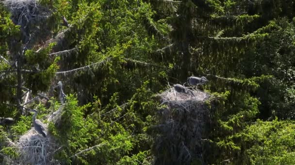 Deux Jeunes Hérons Gris Attrapant Des Insectes Dans Nid Sommet — Video