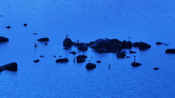 Imágenes Aéreas Garzas Grises Ardea Cinerea Buscando Comida Durante Las — Vídeo de stock