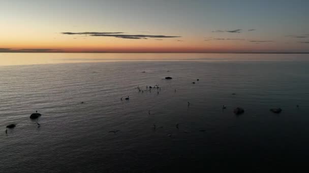 Gray Herons Ardea Cinerea Standing Rocks Sunset Feeding Area Shallow — Vídeos de Stock