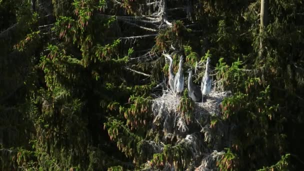 在阳光明媚的夏日里 四只年轻的灰鲱鱼 Ardea Cinerea 在树上的鸟巢中摇曳着 爱沙尼亚 — 图库视频影像