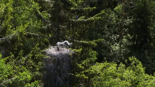 Ung Grå Häger Ardea Cinerea Tränar Sina Vingar Sitt Trädtoppen — Stockvideo