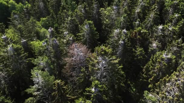 Панорамные Кадры Сверху Колонии Серых Цаплей Ardea Cinerea Солнечный Летний — стоковое видео