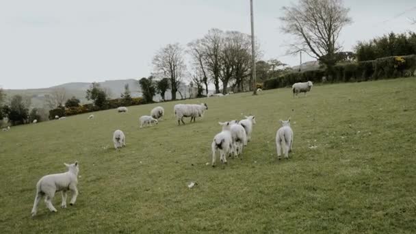 成群的羊和羊羔在田里散步 — 图库视频影像