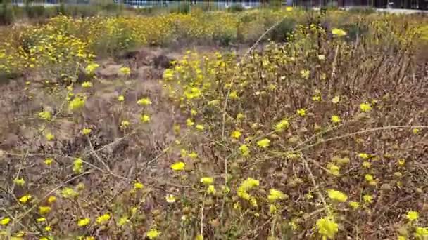Sárga Virág Mező Előtér Kilátás Ventura Strand Móló Nyáron — Stock videók