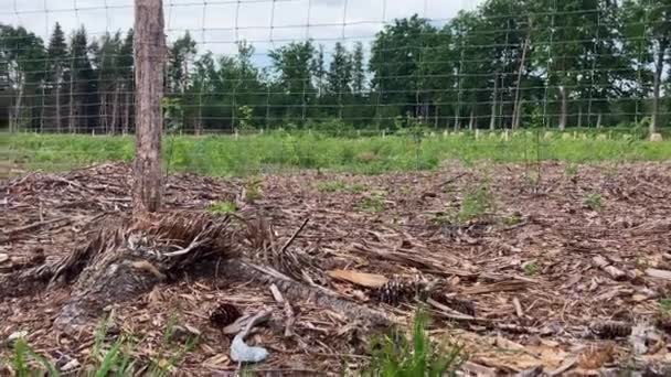 Cleared Newly Planted More Climate Resilient Oak Forest Temperate Climate — 비디오