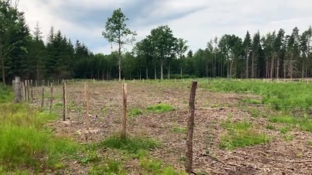 Újonnan Beültetett Bekerített Erdő Csapás Fakitermelés Után Lucfenyő Fakéreg Bogár — Stock videók