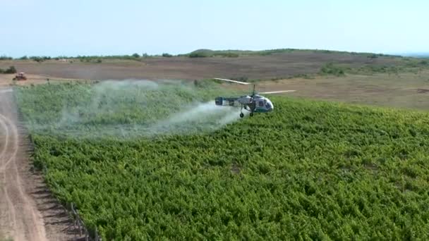 Trabajos Agrícolas Pulverización Helicópteros Sobre Campo Viñedos Pesticida Campo Granja — Vídeo de stock