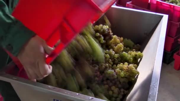 Ernte Der Sauvignon Trauben Einer Abbeereinheit Korkenzieher Entstampfer Der Weinbereitung — Stockvideo